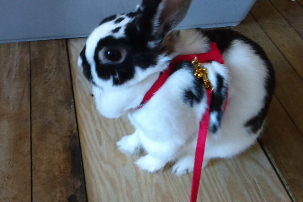 Dakota the rabbit goes for a walk.