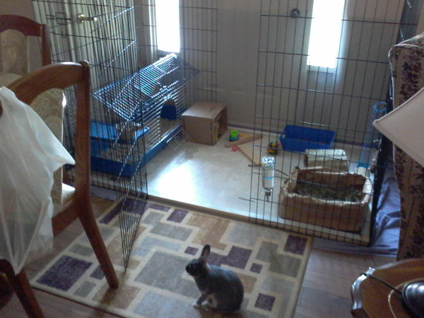 rabbit enclosure