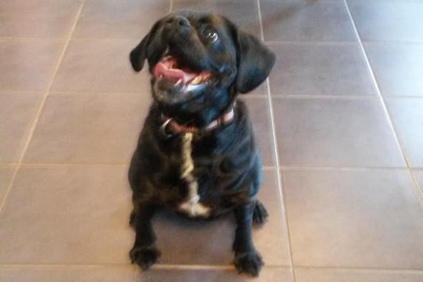 Shiloh. Dog for adoption. Oasis Animal Rescue