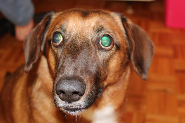 Boomer - dog for adoption. Oasis Animal Rescue, Toronto GTA / Durham Region