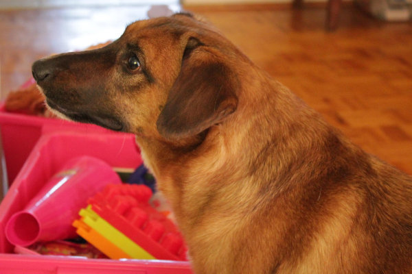 Boomer - dog for adoption. Oasis Animal Rescue, Toronto GTA / Durham Region