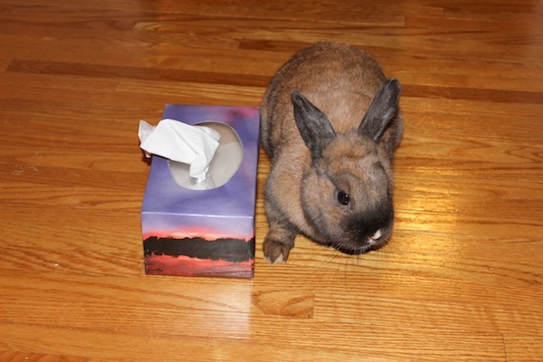 Nibbler. Rabbit for adoption. Oasis Animal Rescue, Toronto, GTA, Durham