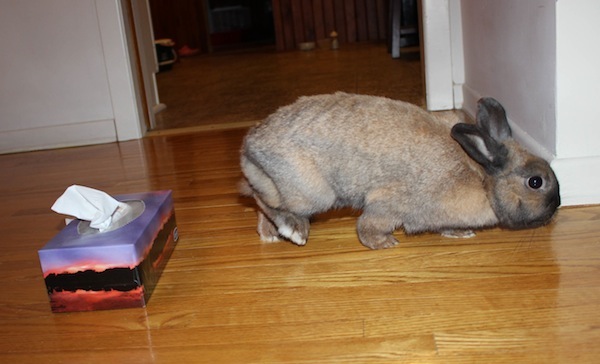 Nibbler. Rabbit for adoption. Oasis Animal Rescue, Toronto, GTA, Durham