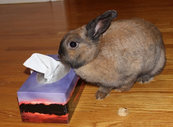 Nibbler. Rabbit for adoption. Oasis Animal Rescue, Toronto, GTA, Durham