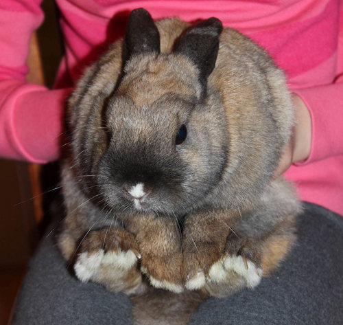 Nibbler. Rabbit for adoption. Oasis Animal Rescue, Toronto, GTA, Durham