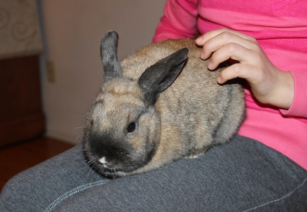 Nibbler. Rabbit for adoption. Oasis Animal Rescue, Toronto, GTA, Durham