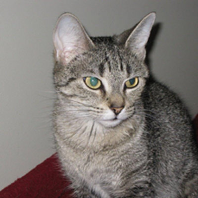 Olivia. Cat for adoption. Toronto, GTA, Durhan Region