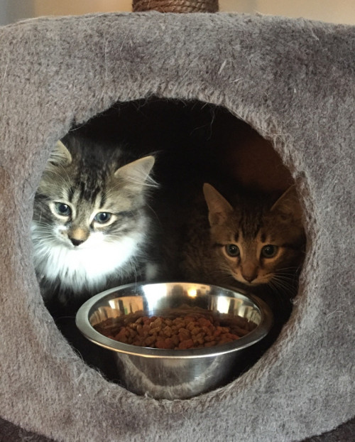 Curly and Moe. Adoptable kittens. Durham Region, Toronto GTA pet adoption