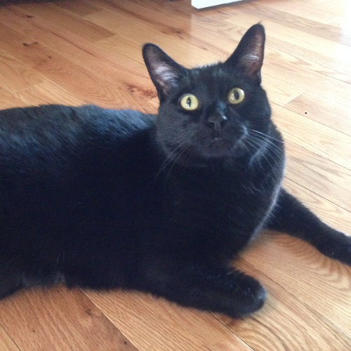 Sable. Friendly cat for adoption. Oasis Animal Rescue, GTA, Toronto, Durham Region cat adoption