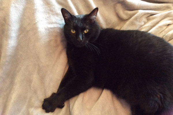 Sable. Friendly cat for adoption. Oasis Animal Rescue, GTA, Toronto, Durham Region cat adoption
