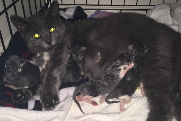 Smokey Kittens for adoption. Oasis Animal Rescue