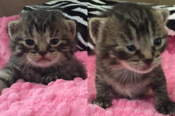 Rescue kittens for adoption. GTA, Toronto, Durham Region