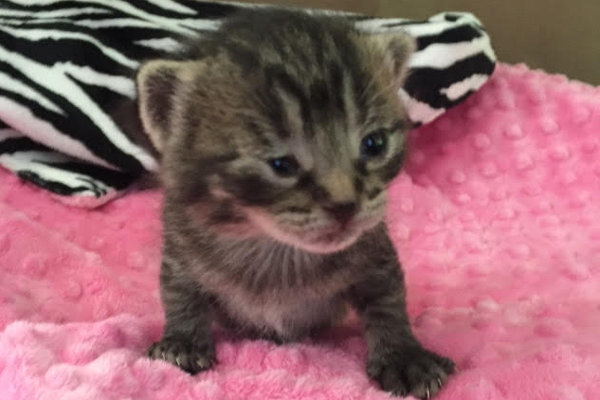 Buttertart. Rescue kittens for adoption. GTA, Toronto, Durham Region