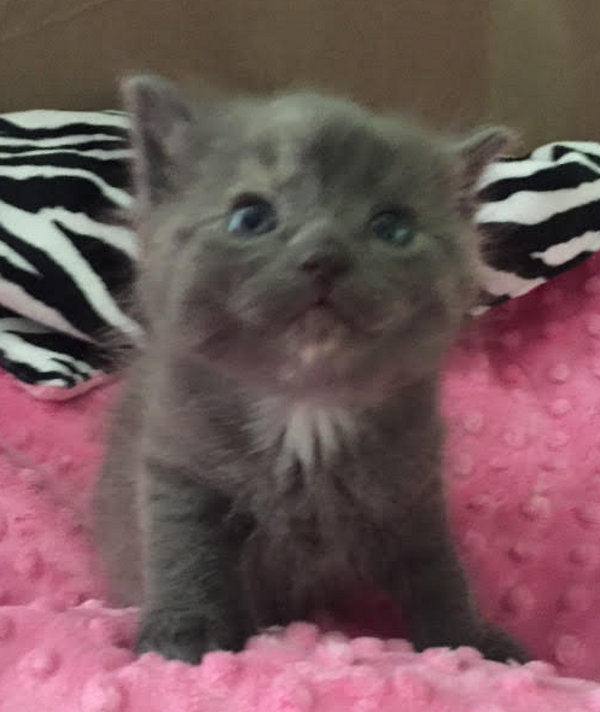 Cutie. A kitten for adoption. Oasis Animal Rescue, GTA Toronto Durham Region