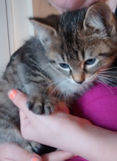 Moe. Adoptable kittens. Durham Region, Toronto GTA pet adoption