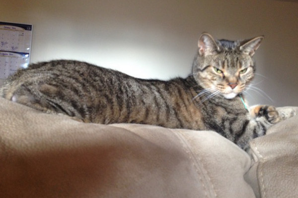 Henry. Cat for adoption. Oasis Animal Rescue, GTA Toronto, Durham Region
