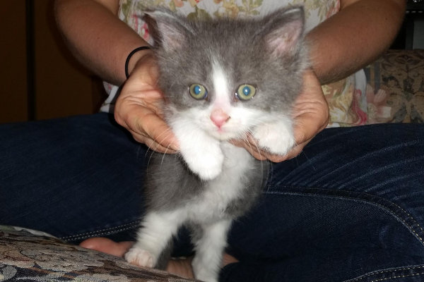 Jamie. Kitten for adoption. Oasis Animal Rescue
