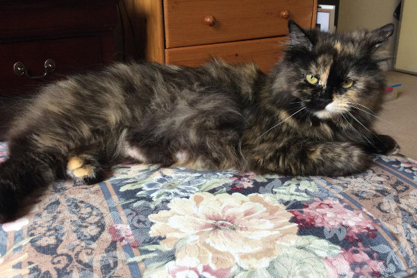 Melanie. Cat for adoption. Oasis Animal Rescue. GTA Toronto Durham Region