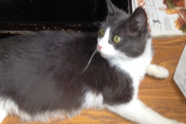 Molly. Cat seeking forever home. Oasis Animal Rescue, Durham Region, GTA, Toronto