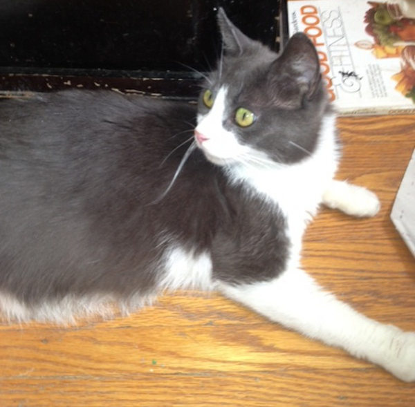 Molly. Cat for adoption. Oasis Animal Rescue, Durham GTA Toronto