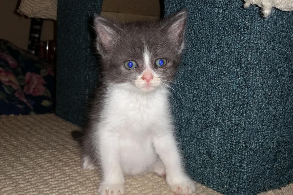 Sanza. Kitten for adoption. Oasis Animal Rescue