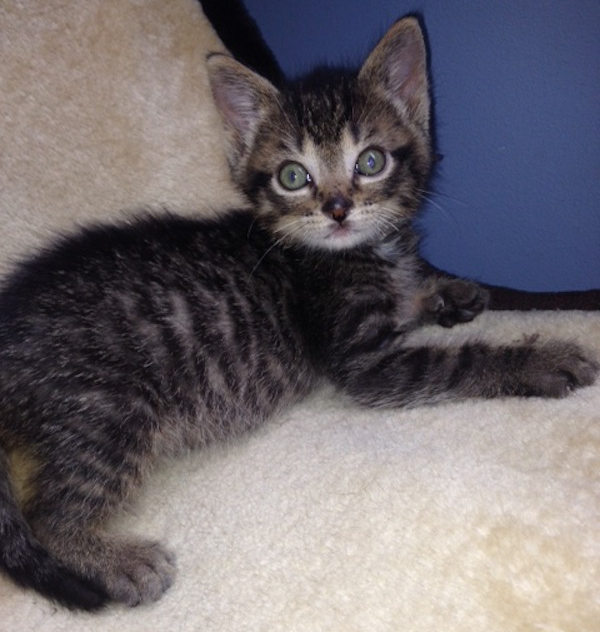 Scottie. Kitten for adoption. Oasis Animal Rescue. GTA Toronto Durham
