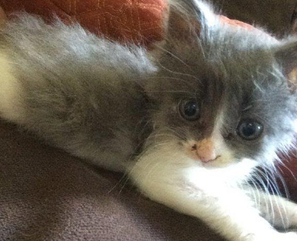 Arya. Adoptable kitten. Oasis Animal Rescue