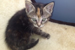 Bernie. Gorgeous Female Kitten Finds Her Forever Home 