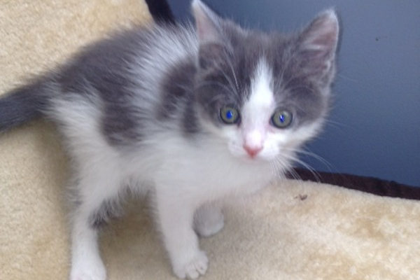 Grayson. Rescue kitten for adoption. GTA Toronto Durham rescue pet adopt