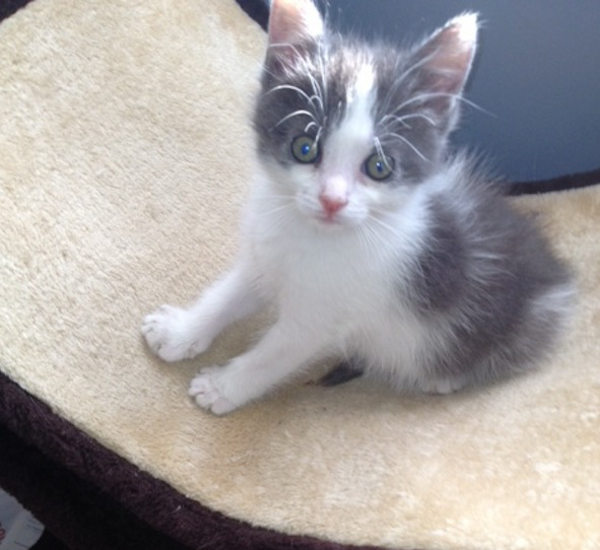 Grayson. Rescue kitten for adoption. GTA Toronto Durham rescue pet adopt