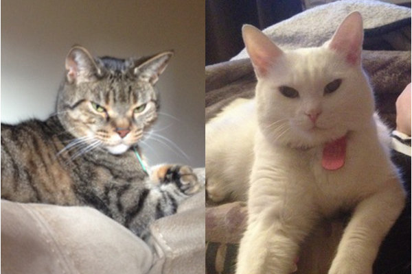 Henry and Heidi. Cats for adoption. Oasisi Animal Rescue, GTA Toronto, Durham Region