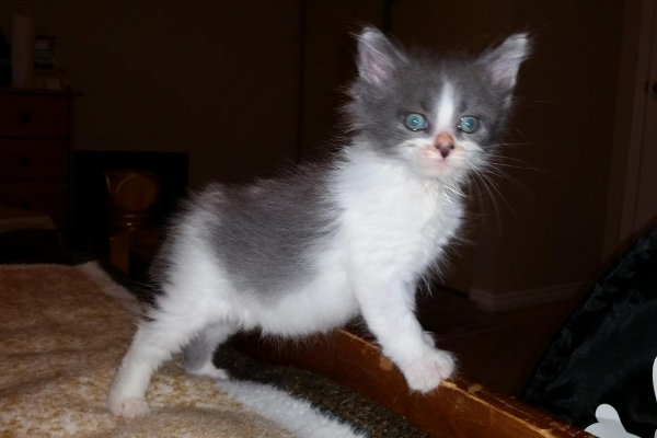 John Snow. Male kitten for adoption. Oasis Animal Rescue.