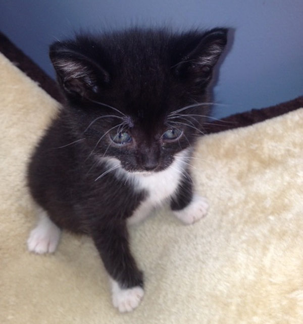 Rhett. Rescue kitten, male, for adoption. 