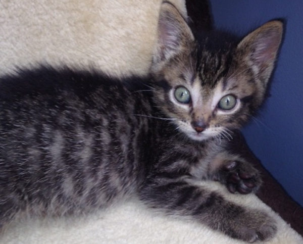 Scottie. Kitten for adoption. Oasis Animal Rescue. GTA Toronto Durham