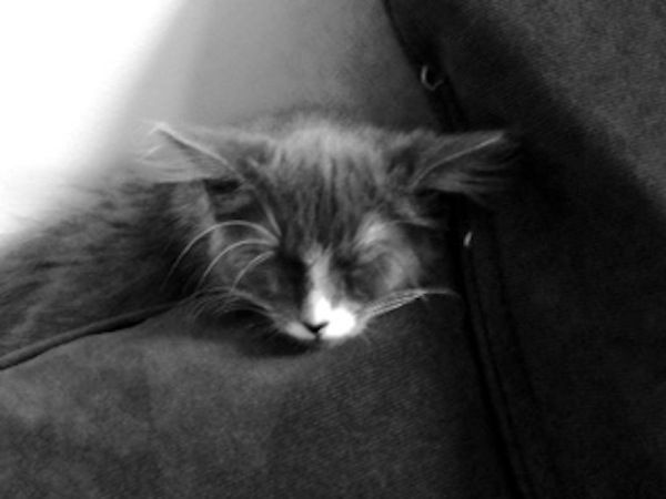 Adoptable kitten named Ed. oasisanimalrescue.ca