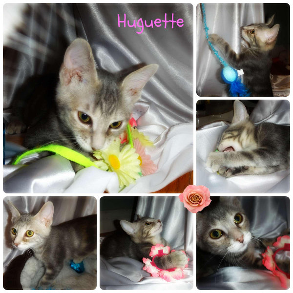 Kitten for adoption. Contact Oasis Animal Rescue, Toronto GTA, Durham Region.