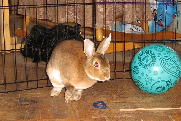 Suki. Rabbit for adoption. GTA Toronto, Durham Region, Oasis Animal Rescue