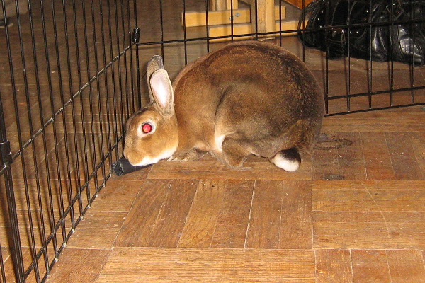 Suki. Rabbit for adoption. GTA Toronto, Durham Region, Oasis Animal Rescue