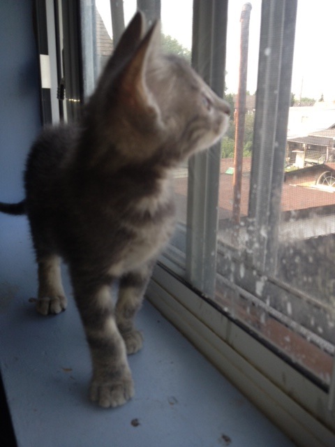 Zevy. Kitten for adoption. Oasis Animal Rescue, GTA Toronto Durham Region