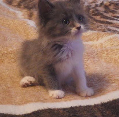 Ed. Kitten for adoption. Oasis Animal Rescue