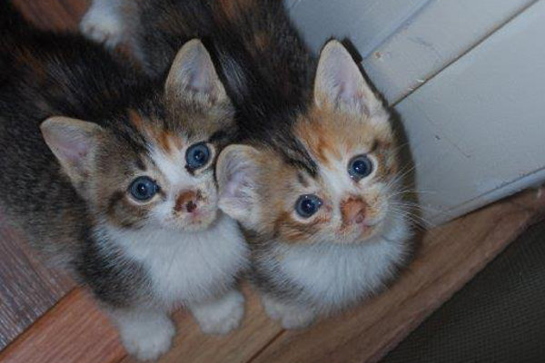 Kittens for adoption. Oasis Animal Rescue. GTA Toronto, Durham Region