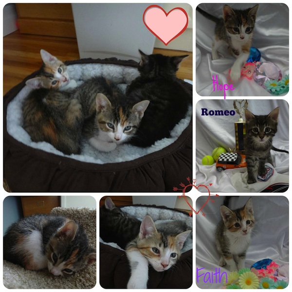 Adoptable kittens Faith, Hope and Romeo. oasisanimalrescue.ca
