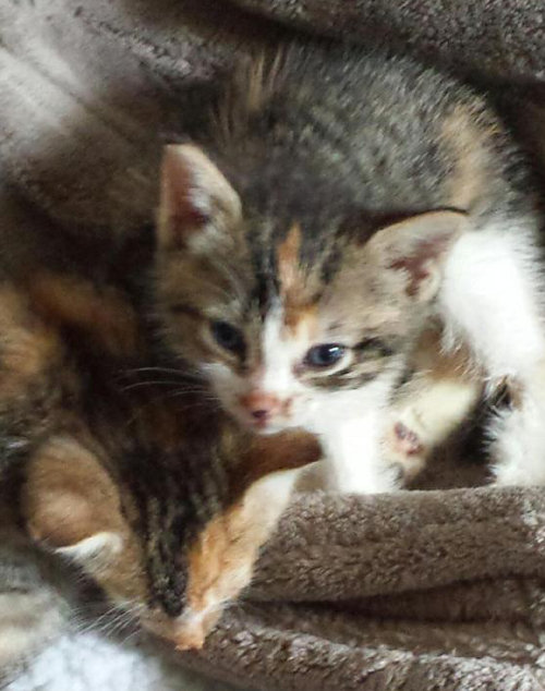 Hope. Kitten for adoption. Oasis Animal Rescue. GTA Toronto, Durham
