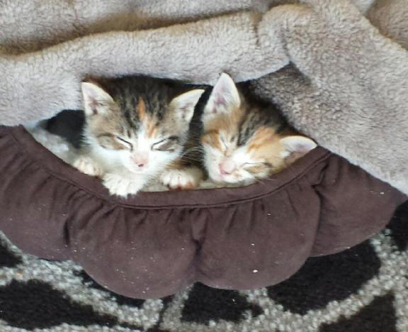 Kittens for adoption. Oasis Animal Rescue. GTA Toronto Durham Region