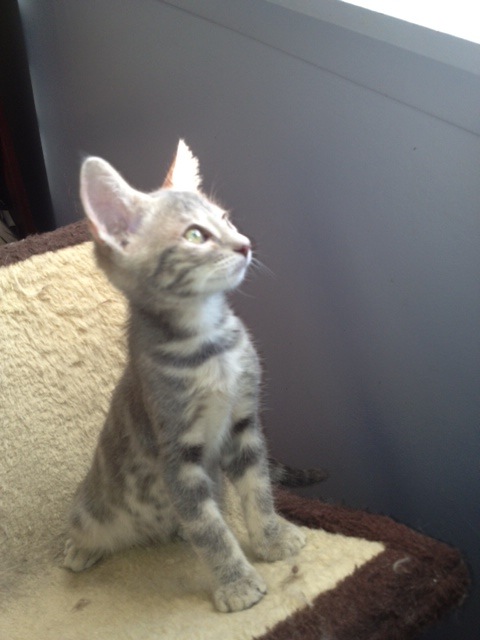 Huguette, kitten for adoption. Oasis Animal Rescue.
