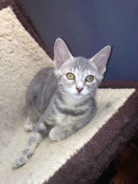 Huguette, kitten for adoption. Oasis Animal Rescue.