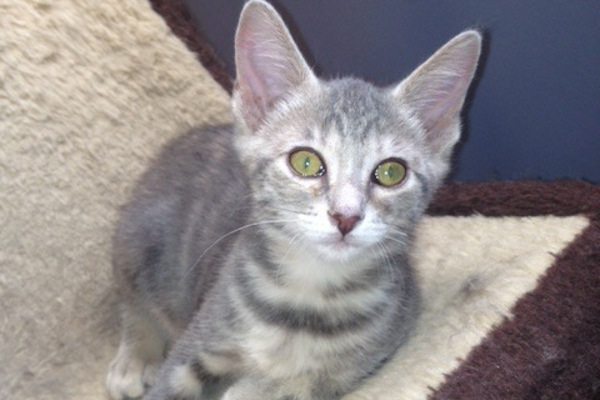 Huguette, kitten for adoption. Oasis Animal Rescue.