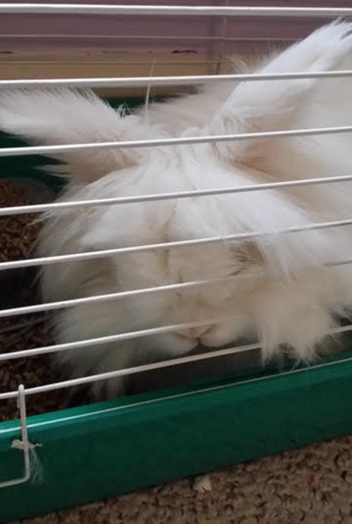 Maybelline. Lionhead Rabbit For Adoption. Durham Region, Toronto GTA