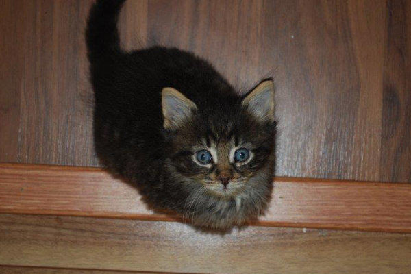 Kittens for adoption. Oasis Animal Rescue. GTA Toronto, Durham Region