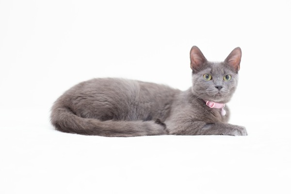 Sparkles. Cat for adoption. Oasis Animal Rescue. Toronto GTA, Durham Region